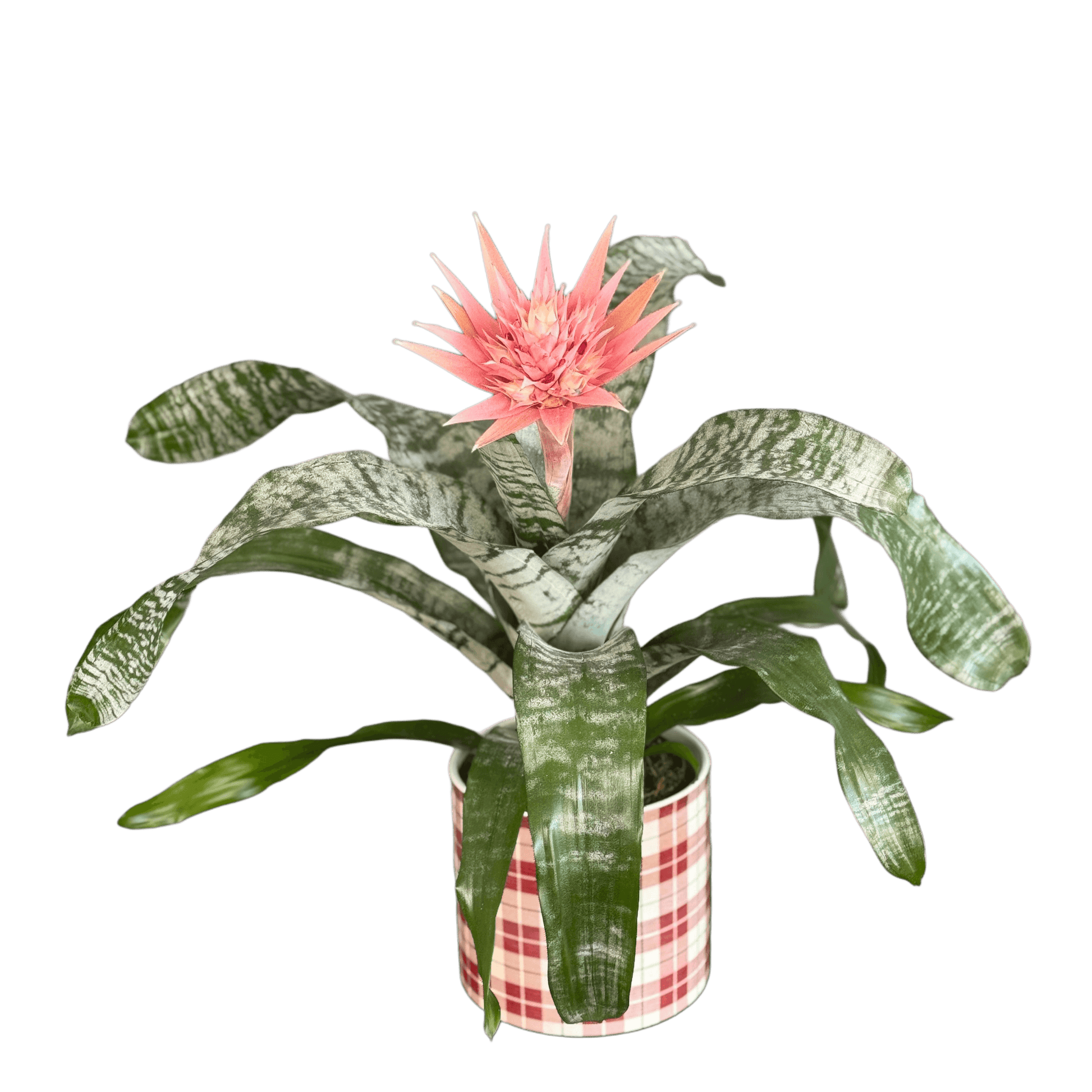 Aechmea plantă tropicală de interior – decor exotic pentru casă, livrare Cluj