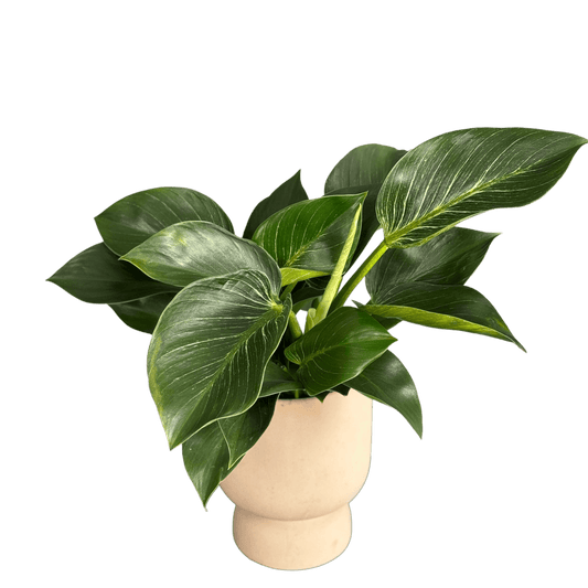 Plantă Philodendron de interior – verdeață decorativă cu livrare Cluj