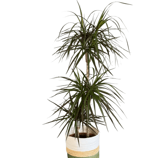 Dracaena marginata plantă de interior 120 cm – decor natural livrare Cluj