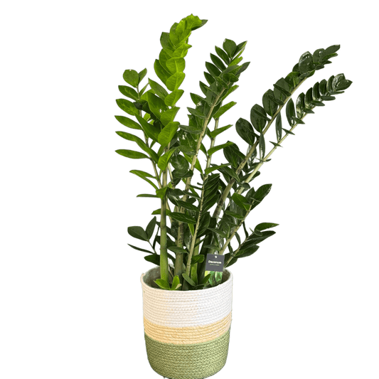 Zamioculcas zamiifolia plantă de interior 120 cm – decor verde livrare Cluj