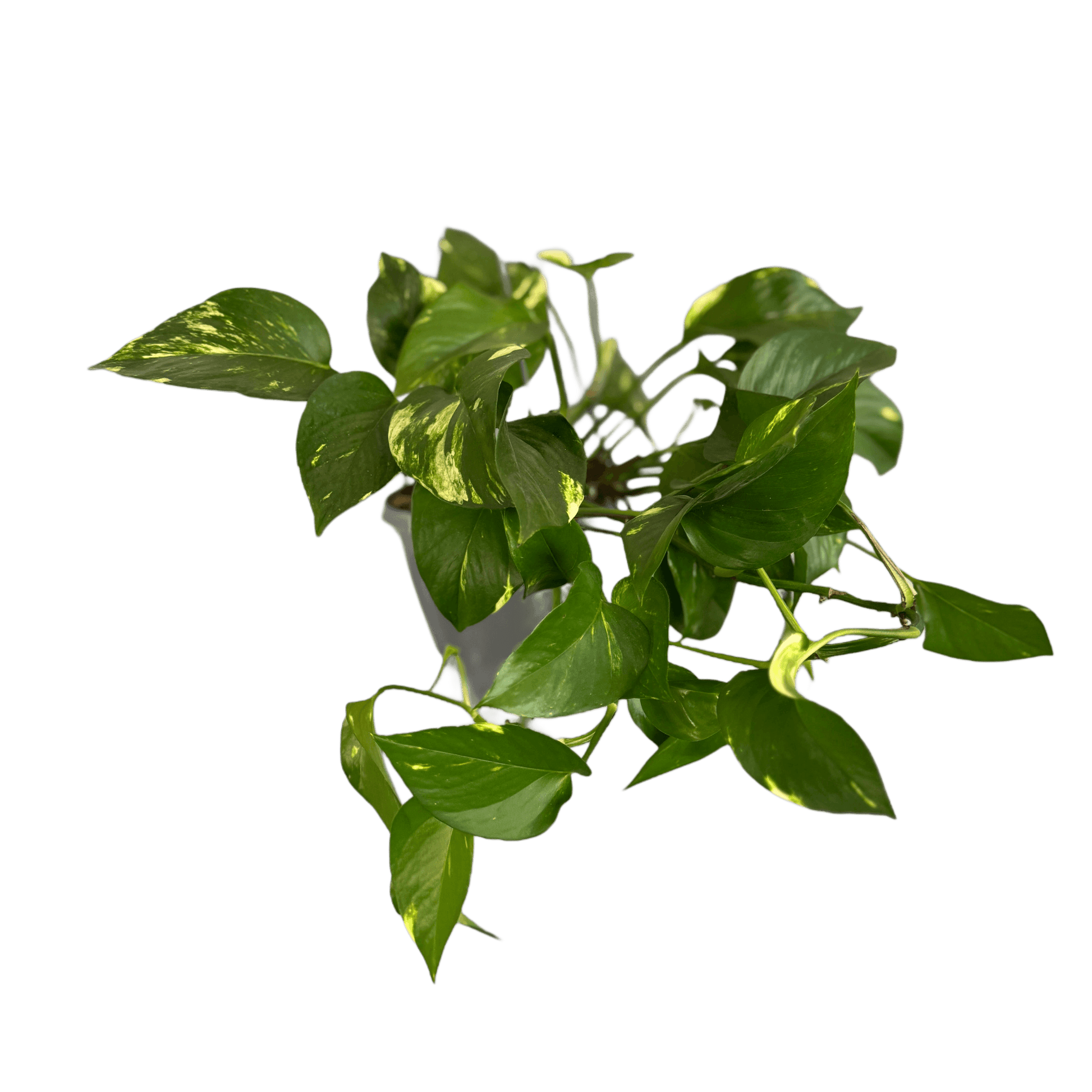 Epipremnum plantă de interior cățărătoare – verde decorativ, livrare Cluj