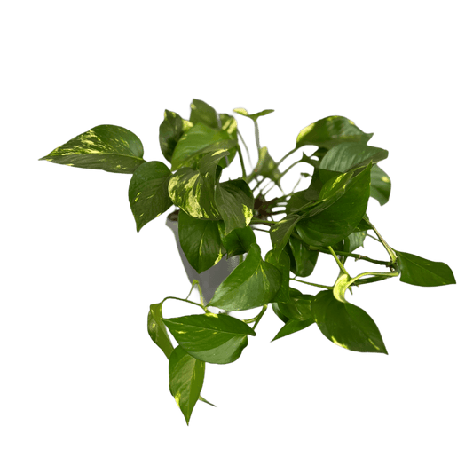 Epipremnum plantă de interior cățărătoare – verde decorativ, livrare Cluj