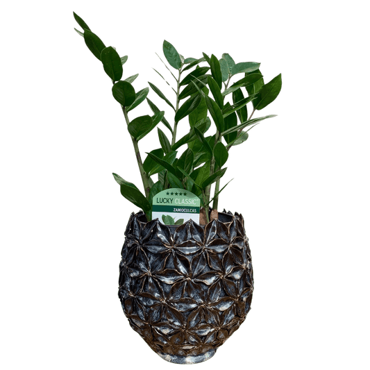 Zamioculcas plantă de interior rezistentă 60 cm – ghiveci decorativ, livrare Cluj