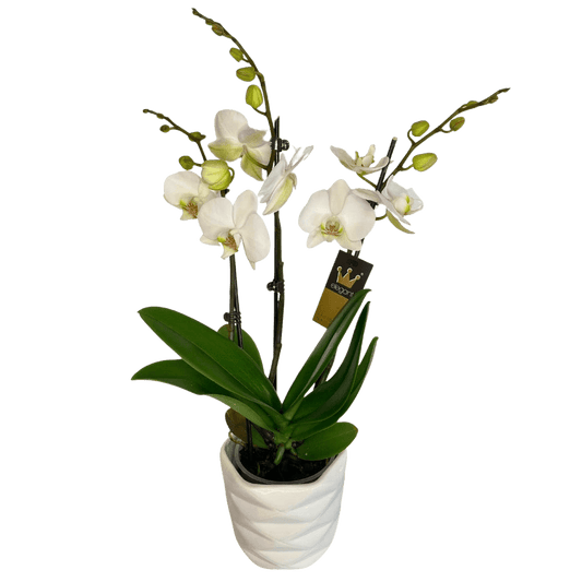 Orhidee Phalaenopsis în ghiveci pentru interior, livrare Cluj și Florești