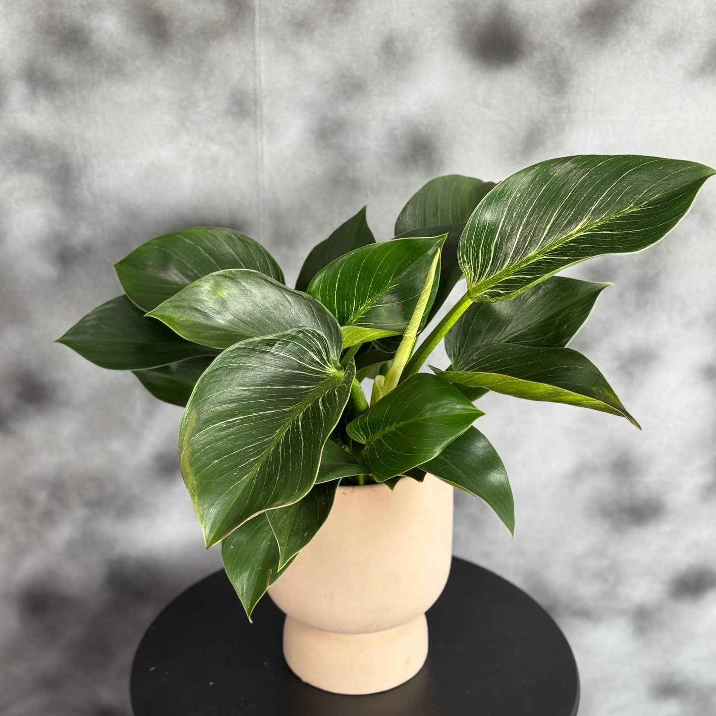 Philodendron luxuriant cu frunze verzi bogate, plantă tropicală de interior în ghiveci decorativ, ideală pentru decorarea casei sau biroului.