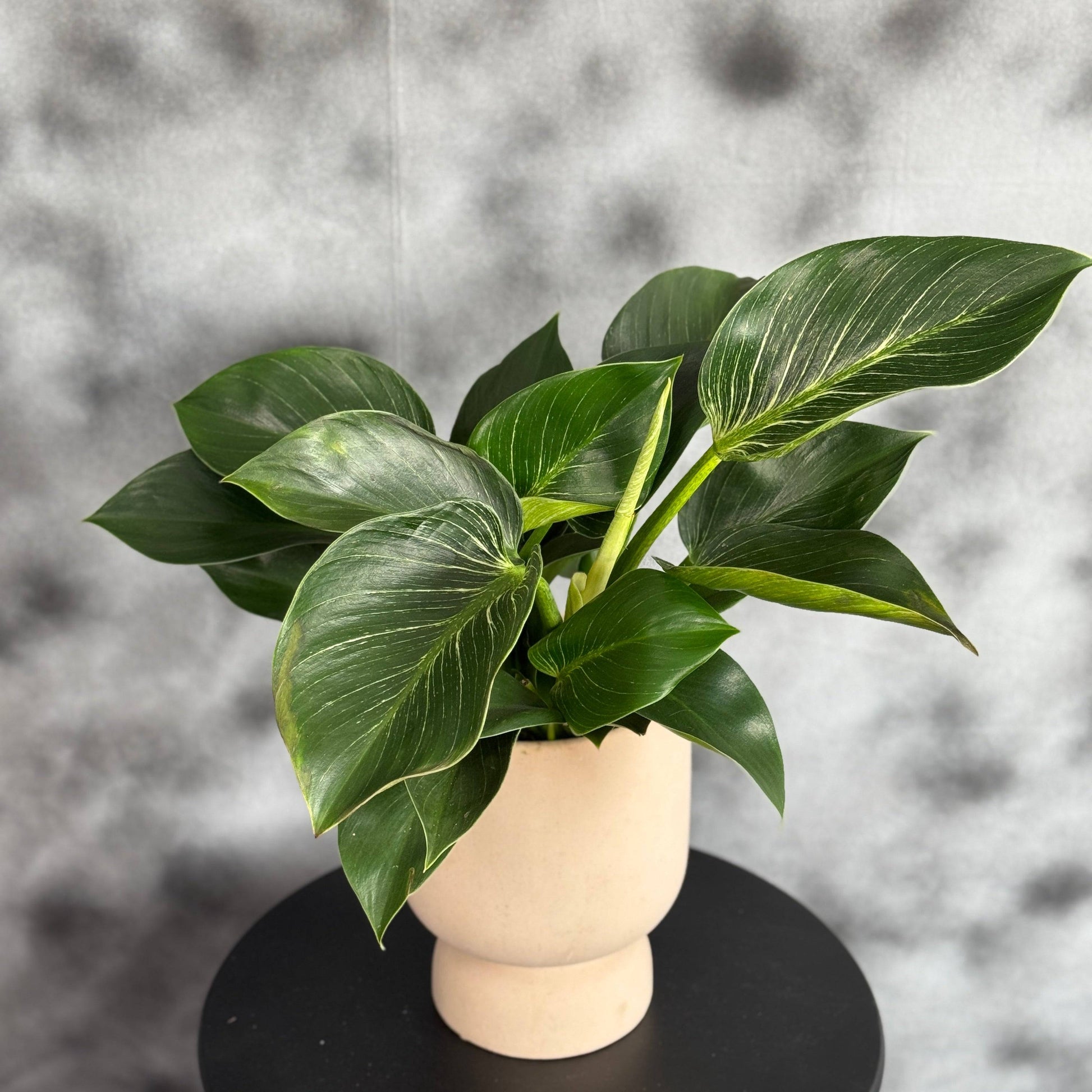 Philodendron luxuriant cu frunze verzi bogate, plantă tropicală de interior în ghiveci decorativ, ideală pentru decorarea casei sau biroului.