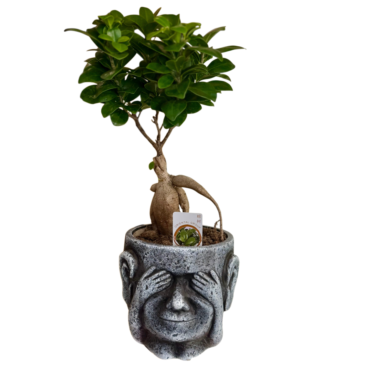 Plantă bonsai decorativă, arbore de interior elegant – Mister Flower Florești Cluj