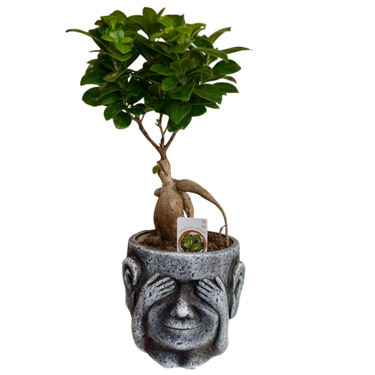 Plantă bonsai decorativă, arbore de interior elegant – Mister Flower Florești Cluj