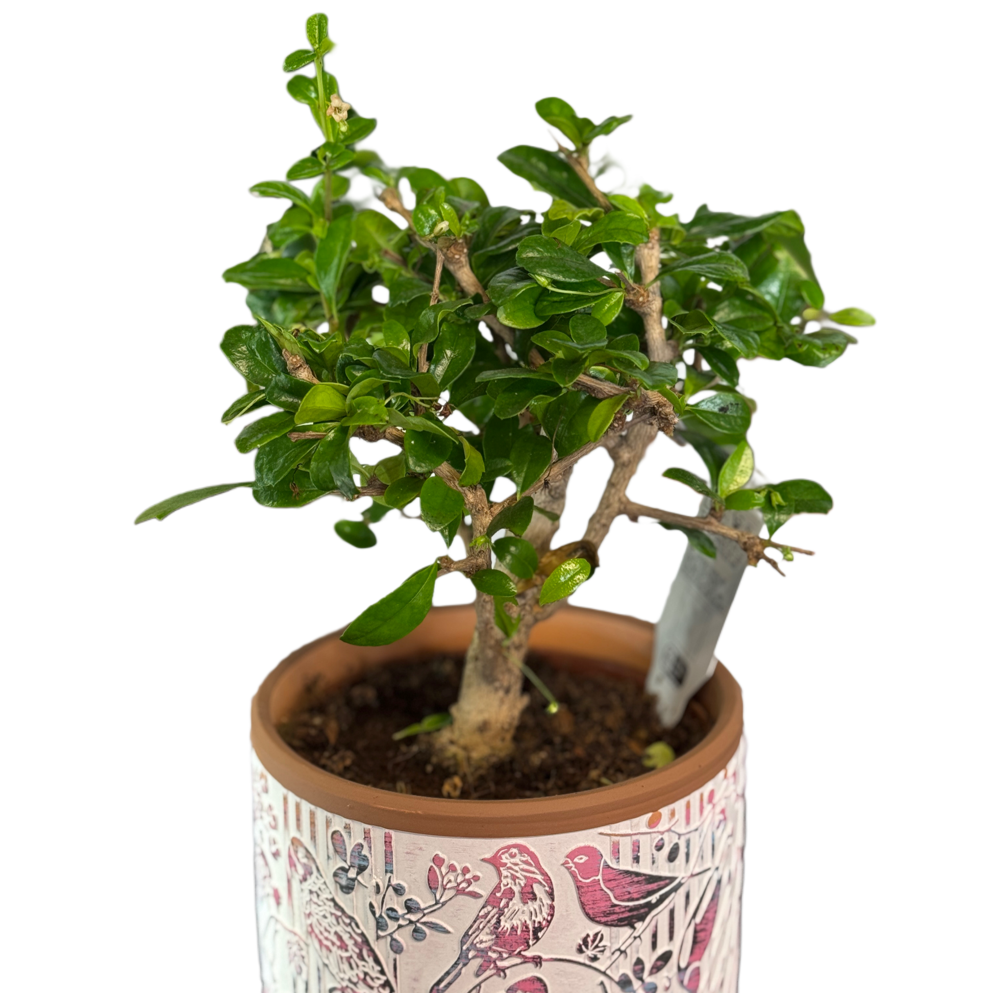 Plantă bonsai decorativă, arbore de interior elegant – Mister Flower Florești Cluj