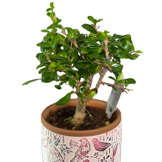 Plantă bonsai decorativă, arbore de interior elegant – Mister Flower Florești Cluj