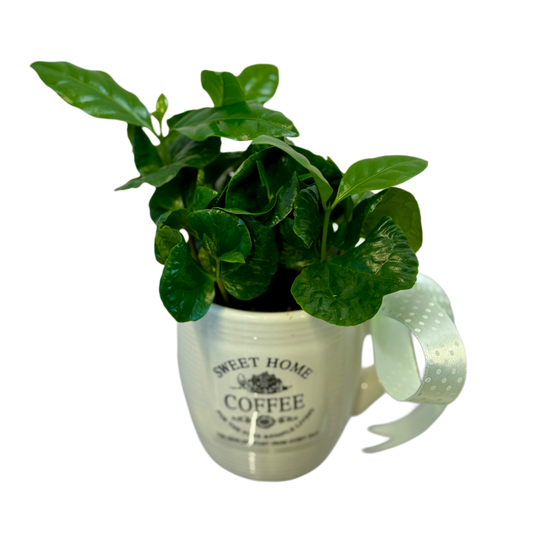 Planta de cafea Coffea Arabica în cană decorativă Sweet Home – Florăria Mister Flower Florești Cluj