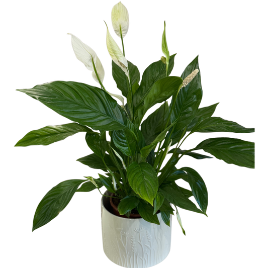 Planta de interior Spathiphyllum cu flori albe, livrare Cluj și Florești