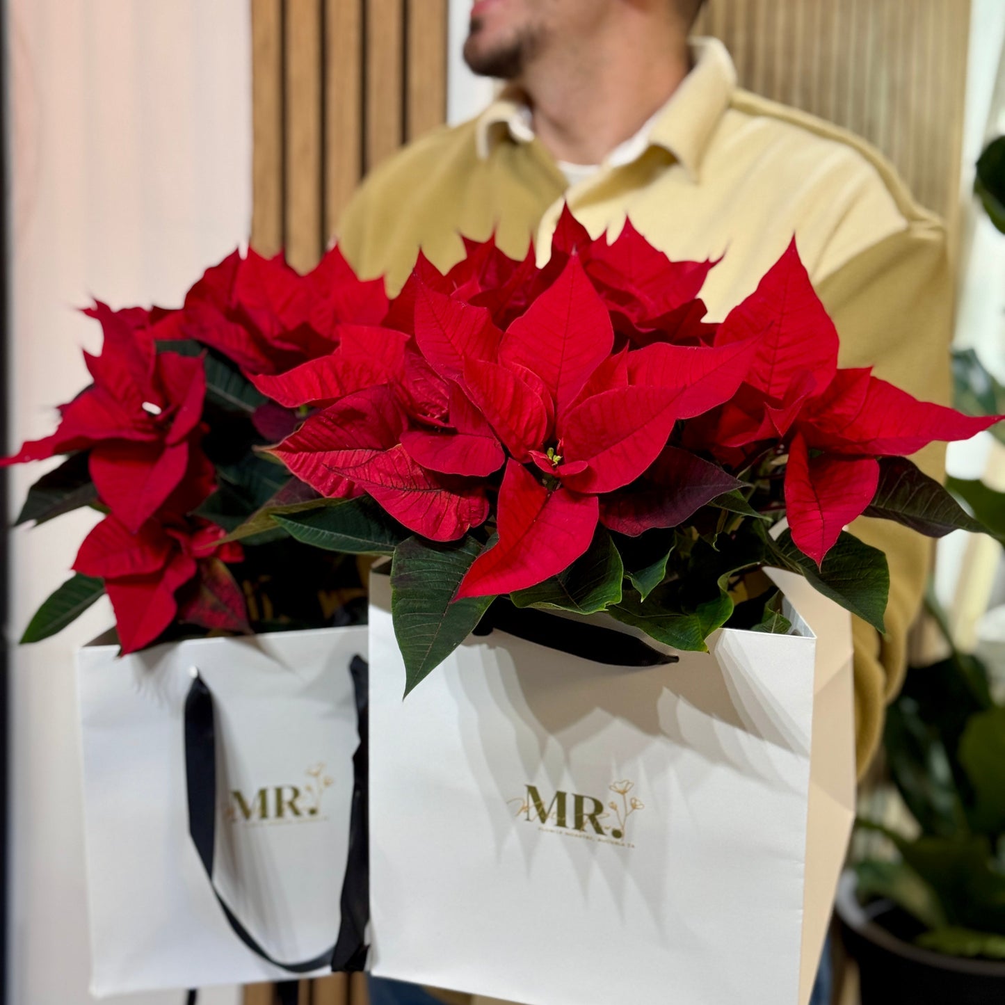 Poinsettia roșie premium prezentată elegant în cutie cadou