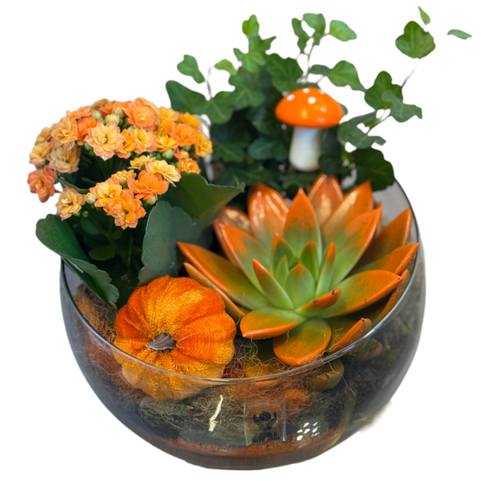 Terrarium cu suculente și flori portocalii în bol de sticlă – Florăria Mister Flower Florești Cluj