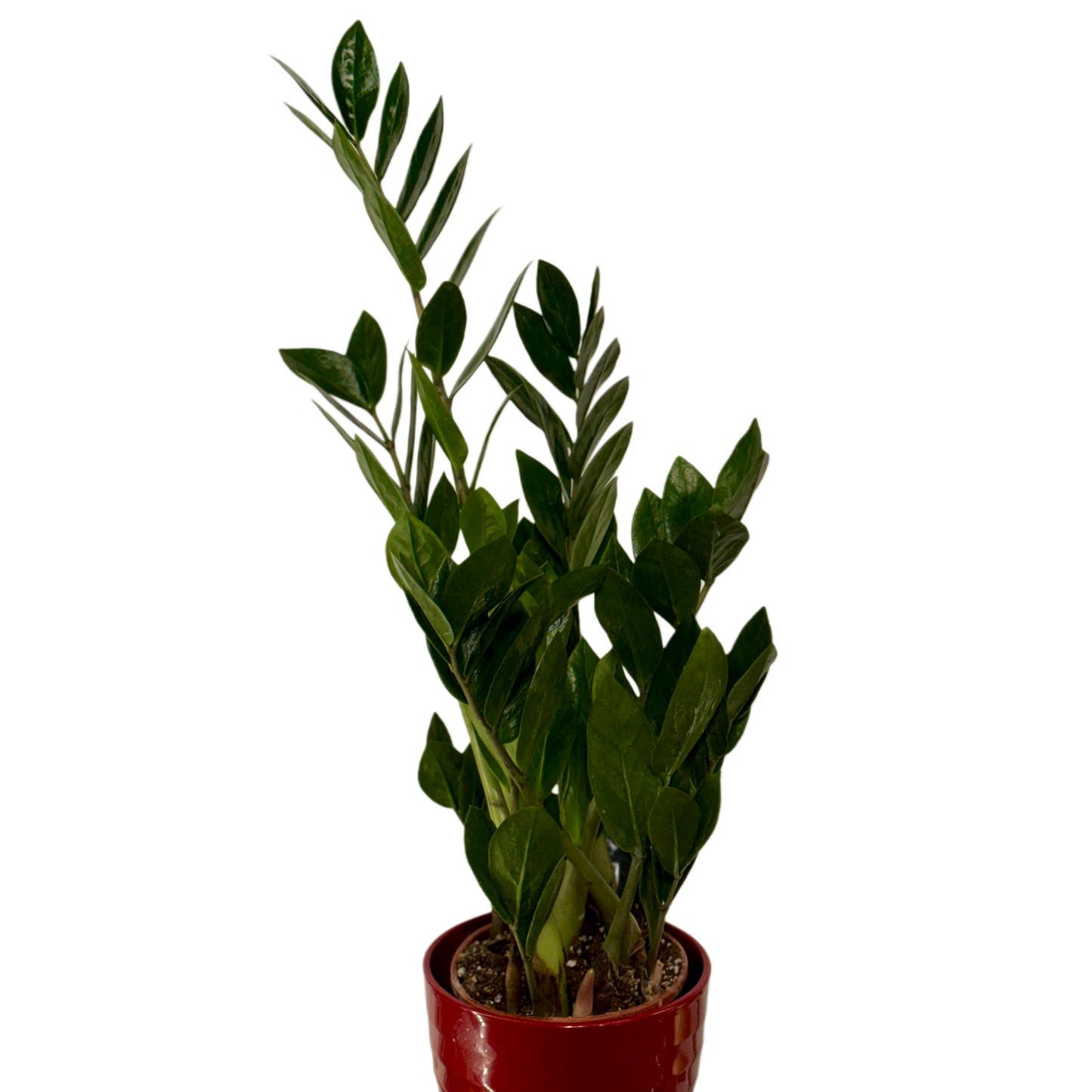 Zamioculcas plantă de interior rezistentă 60 cm – ghiveci decorativ, livrare Cluj