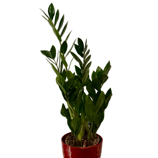 Zamioculcas plantă de interior rezistentă 60 cm – ghiveci decorativ, livrare Cluj